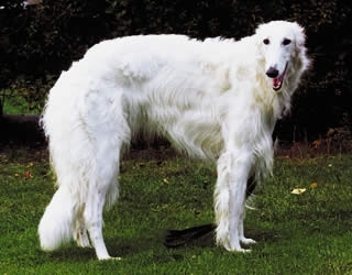 Barzoi