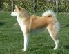 Akita Inu