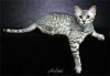 Egyptian Mau