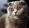 Scottish fold