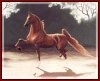 American Saddlebred