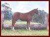 Australian Brumby