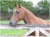 English Riding Pony