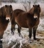 Exmoor Pony