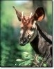 Okapi