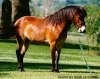 Gotland Pony