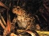 Bufo bufo