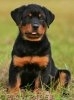 Poate fi rottweilerul un bun animal de companie?