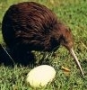 Pasarea Kiwi