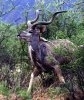 Kudu