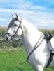 Lusitano