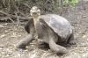 Animalele din Galapagos sunt amenintate