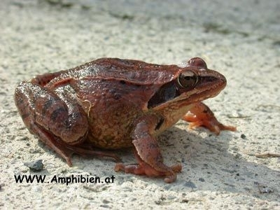 Rana temporaria sau broasca rosie de munte