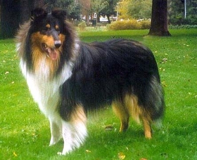 Collie cu par lung