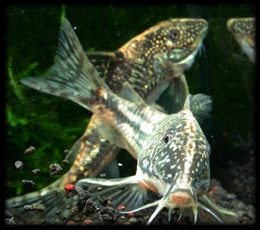 Corydoras