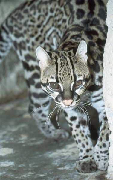 Felis paradalis sau Leopardus pardalis