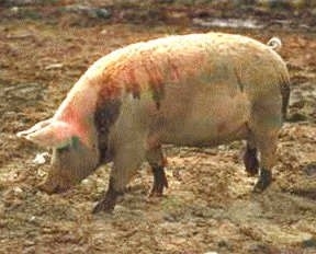 Trichineloza – Bolile pe care omul le poate lua de la porc