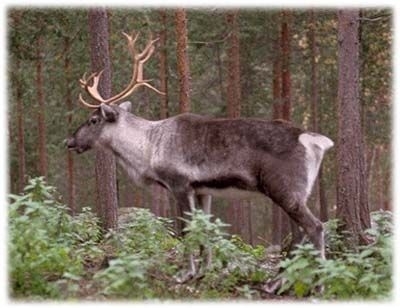 Rangifer trandus sau Renul