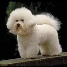 Rasa Bichon Frise