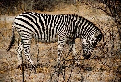 Zebra