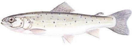 Pastravul de mare sau Salmo trutta labrax