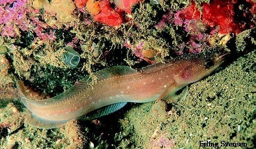 Galea sau Gaidropsarus mediterraneus