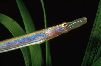 Ata de mare sau Nerophis Ophidion