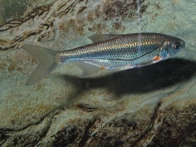 Beldita sau Alburnoides bipunctatus