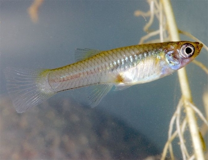 Gambuzia sau Gambusia affinis