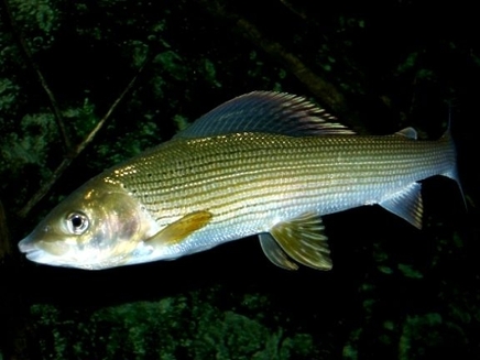 Lipanul sau thymallus