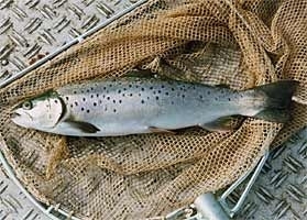 Pastravul de lac sau Salmo Trutta Lacustris