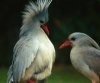 Kagu sau Rhynochetos jubatus