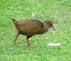 Weka sau Gallirallus australis