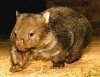 Wombatul