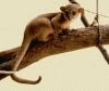 Kinkajou sau ursul de miere