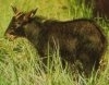 Serow sau capricornis sumatraensis