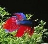 Betta Splendens sau luptatorii siamezi