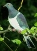 Kereru sau porumbelul zeelandez de padure