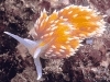 Melcii de mare fara cochilie sau Nudibranch (branhii goale)