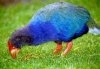 Takahe sau notornis mantelli