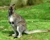 Wallaby sau wallabee