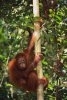 Defrisarile ilegale distrug habitatul orangutanilor