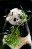 Ursii panda isi extind teritoriul