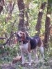 American foxhound