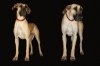 Mastiff Brazilian