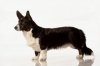 Cardigan Welsh Corgi