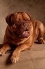 Dogue de Bordeaux