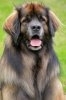 Leonberger