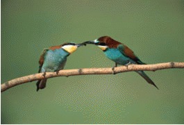 Prigoriile (Merops apiaster)