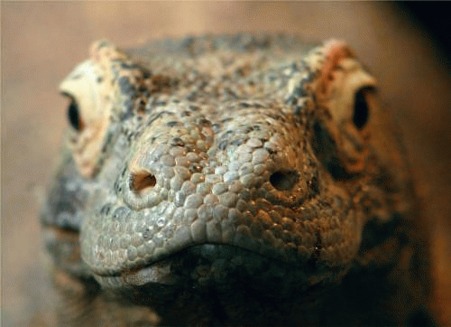 Varanul de Komodo (Varanidae komodoensis)